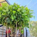 Katalpa bignóniovitá (Catalpa bignonioides) ´NANA´ - výška 240-250 cm, obvod kmeňa 8/10 cm, kont. C15L